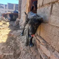 سلام کوچوک سه ماهه
