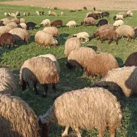 میش گوسفند