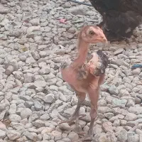 مرغ و خروس