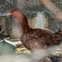 یک عدد مرغ لاری معاوضه با عروس