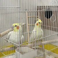 جفت عروس هلندی مولد