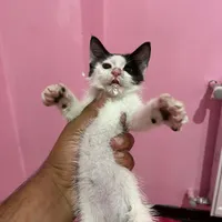 واگذاری گربه فوق العاده ناز وملوس