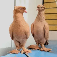 دو عدد کبوتر گمشده
