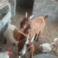 فروش 2رس بزغاله نر