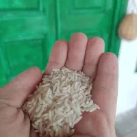 برنج هاشمی درجه یک گیلان