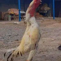جوجه لاری اوشامو