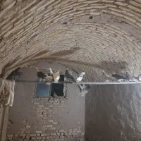 فروش کفتر خونگی باهم‌یکجا