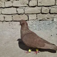 دوتا زرد ماده و ی سرخ نر  فروشی