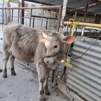 گوساله ماده شاروله