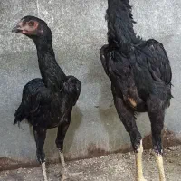 جوجه اوشامو