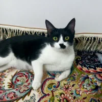 گربه و بچه گربه