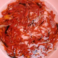 ماهی قرمز کوی عید عمده