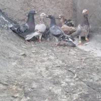 کفتر کبوتر پلاکی بیرونی