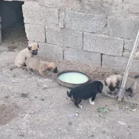 ۴عدد توله