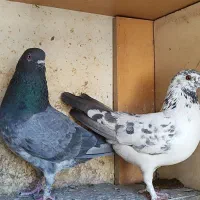نر و ماده پرشی