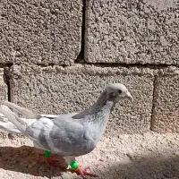 الماسی‌خط‌سفید