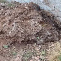 کود گاوی یک سال دپه شده