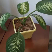 گل و گیاه