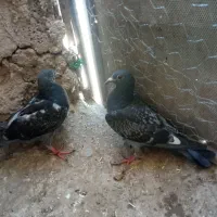 جفت جوجه نروماده کسی خواست در خدمت هستم
