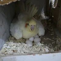 نرو ماده عروس هلندی باتخم و وسایل