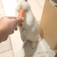 خرگوش نر باهوش