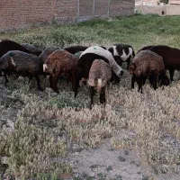 20عدد بره نر داشتی پای پروار
