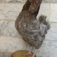 گلین