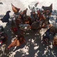 مرغ تخمی خانگی تعداد 37 عدد|حراج|تربت جام, میان جام|دیوار
