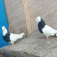 یه جفت طوقی