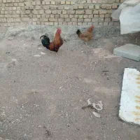 مرغ و خروس