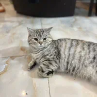 اسکاتیش آنفولد ماده