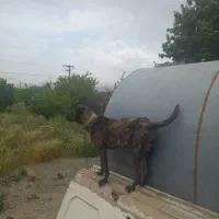 سگ گله|سگ|گلبهار, نوبهار|دیوار