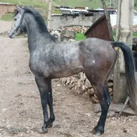 خریدو فروش اسب مادیان