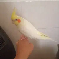 عروس هلندی ماده لوتینو