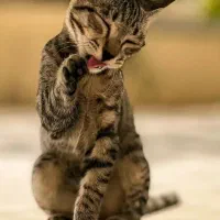 گوشواره گمشده