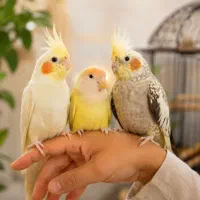 عروس هلندی طوطی برزیلی دستی