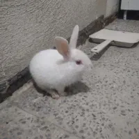 خرگوش