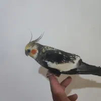عروس هلندی نر سخن گو بسیار دستی و رام (سخنگو)