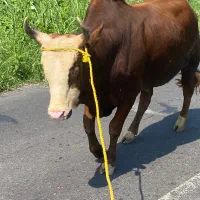 گاو ورزا