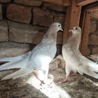 کبوتر کاشان تیرماهی