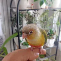 گرینچیک گمشده|حیوانات|شیراز, ریشمک|دیوار