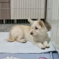 توله سگ تریر و کورگی