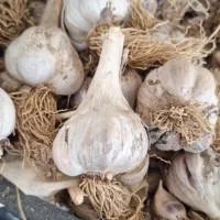 سیر محلی  درشت
