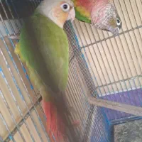 گرینچگ دو جفت نر و مادع بفروش میرسد