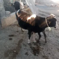 گاو