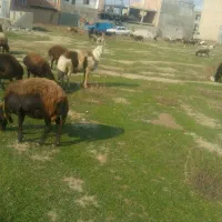 فروش قوچ پلنگی تمام عیار