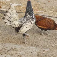 تخم نطفه دار سبرایت