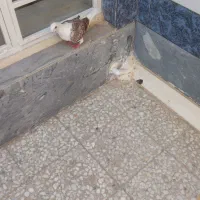 کبوتر