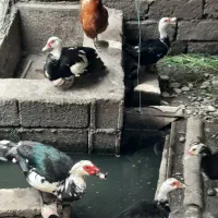 اردک اسرائیلی