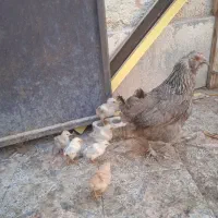 مرغ محلی ریشی با جوجه